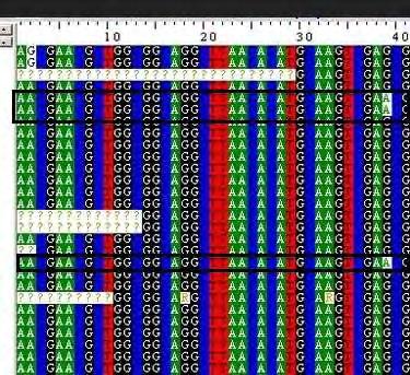 Εικόνα 33: Ενδεικτική επεξεργασία των αλληλουχιών του γονιδίου purk του E. faecium των πρώτων 40 από τα 492 νουκλεοτίδια του θραύσματος.
