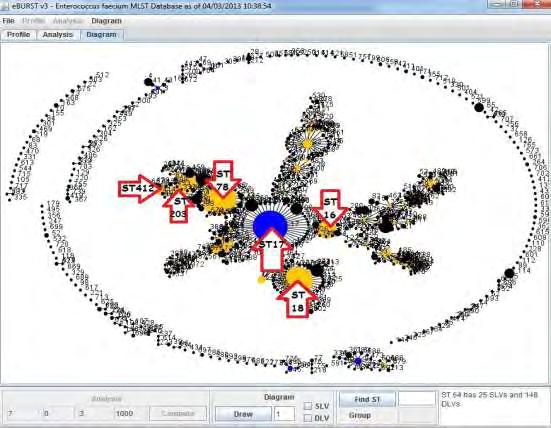 Σύγκριση των κλώνων μας με το παγκόσμιο διάγραμμα eburst για E. faecium: Σύγκριση των κλώνων της έρευνας μας (29 STs) με το σύνολο των κλώνων του E. faecium που περιλαμβάνει μέχρι στιγμής 670 STs.