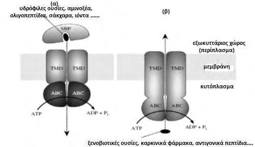 Εικόνα 50. Σχηματική αναπαράσταση της λειτουργίας των ABC μεταφορέων α. ABC-εισαγωγέας. β.