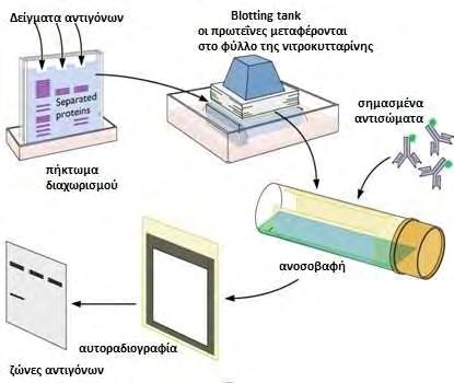 ΓΕΝΙΚΟ ΜΕΡΟΣ Assay). Η ELISA είναι μία μέθοδος με ευρεία χρήση, ταχεία και αυτοματοποιημένη, τόσο ως προς την διαδικασία, όσο και ως προς την ανάγνωση των αποτελεσμάτων.