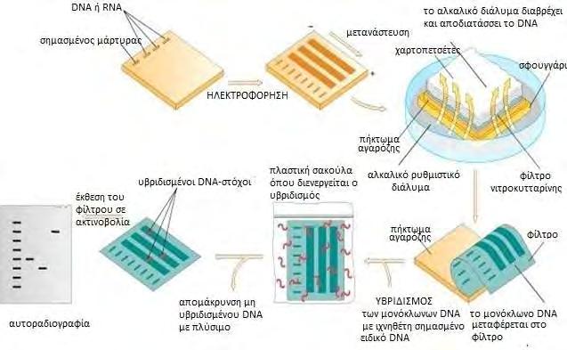 ΓΕΝΙΚΟ ΜΕΡΟΣ Εικόνα 11. Σχηματική παρουσίαση των σταδίων της μεθόδου Southern Blot. (βλέπε κείμενο) Η τεχνική της υβριδοποίησης στηρίζεται στη ιδιότητα του DNA να αποδιατάσσεται.