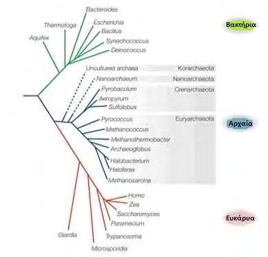 ΓΕΝΙΚΟ ΜΕΡΟΣ ρα. Το διαφορετικό μέγεθος των υπομονάδων, αντανακλάται στην διαφορετική ταχύτητα καθίζησης στην υπερφυγόκεντρο (μονάδες S, Svedbergs).