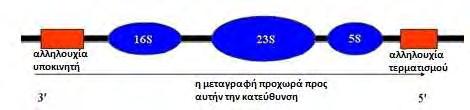 ΓΕΝΙΚΟ ΜΕΡΟΣ Σε ότι αφορά την ανάπτυξη της ευρέος φάσματος PCR, τα πειράματα επικεντρώθηκαν στην αλληλουχία του οπερονίου του rrna και ειδικότερα των γονιδίων 16S της μικρής υπομονάδος του