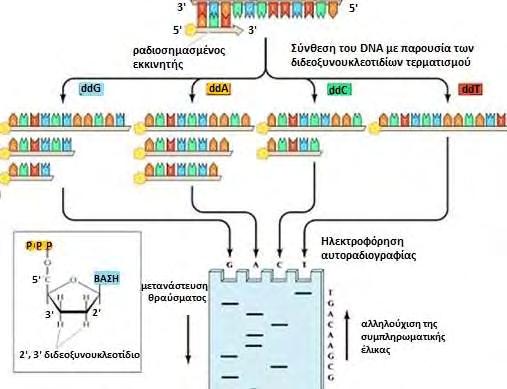 ΓΕΝΙΚΟ ΜΕΡΟΣ στόχου και με τη βοήθεια του ενζύμου DNA πολυμεράση. Το ένζυμο αυτό αναγνωρίζει ως υποστρώματα τριφωσφορικά δεοξυριβονουκλεοτίδια και τα προσθέτει σε έναν εκκινητή (sequencing primer).