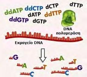 ΓΕΝΙΚΟ ΜΕΡΟΣ (Εικόνα 18) και μάλιστα με διαφορετική φθορίζουσα ουσία για κάθε είδος διδεοξυνουκλεοτιδίου.