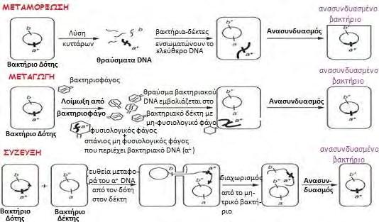 ΓΕΝΙΚΟ ΜΕΡΟΣ Η σύζευξη (conjugation) (Εικόνα 21Γ): είναι μια διαδικασία γενετικής μεταφοράς που βασίζεται στην άμεση επαφή κυττάρων. Ο μηχανισμός σύζευξης κωδικοποιείται από τα πλασμίδια.