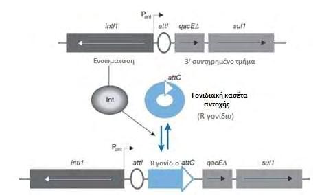 ΓΕΝΙΚΟ ΜΕΡΟΣ για την έκφραση των ενσωματωμένων γονιδιακών κασετών.