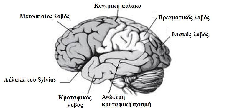 Εικόνα 1 Πλάγια όψη του αριστερού ημισφαιρίου του ανθρώπινου εγκεφάλου, όπου διακρίνονται οι λοβοί, οι κύριες αύλακες και η ανώτερη κροταφική σχισμή που διαχωρίζει την μέση από την ανώτερη κροταφική