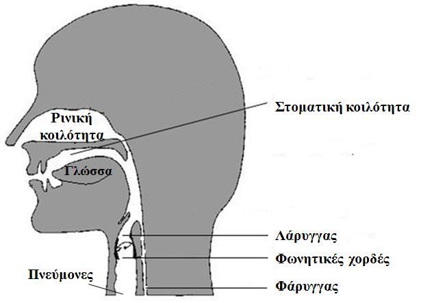 Στη συνέχεια περνά μέσα από τη ρινική κοιλότητα (μόνο κατά την παραγωγή ρινικών συμφώνων [/n/, /m/] και το στόμα (για την παραγωγή φωνηέντων και των υπόλοιπων συμφώνων).