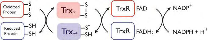 Αποτελέσματα Συζήτηση Οι θειορεδοξίνες (Trxs) είναι αντιοξειδωτικά ένζυμα και δρουν ως αναγωγάσες προστατεύοντας από οξειδωτική συνάθροιση (Collet and Messens 2010).