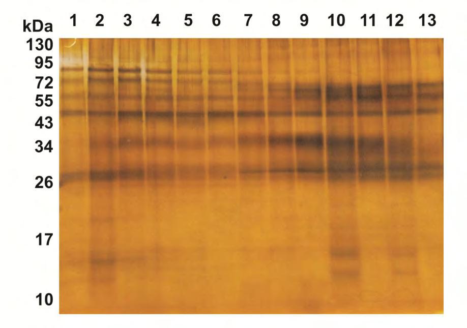 Αποτελέσματα Συζήτηση Σχήμα 55: Πηκτή με χρώση αργύρου για ανίχνευση της HLA II DRB1-1501 πρωτεΐνης. Στις διαδρομές 1-13 έχουν φορτωθεί τα κλάσματα 31-43 αντίστοιχα.