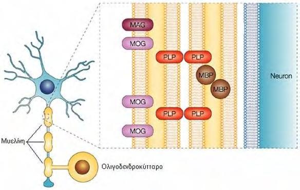 Εισαγωγή 1.Α 1.1 Βιοχημική Σύσταση της Μυελίνης Ένα από τα βιοχημικά χαρακτηριστικά που διακρίνουν τη μυελίνη από άλλες βιολογικές μεμβράνες είναι η υψηλή αναλογία του λιπιδίου ως προς την πρωτεΐνη.