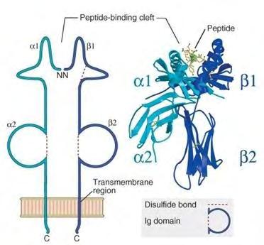 (Bozikas et al. 2003).