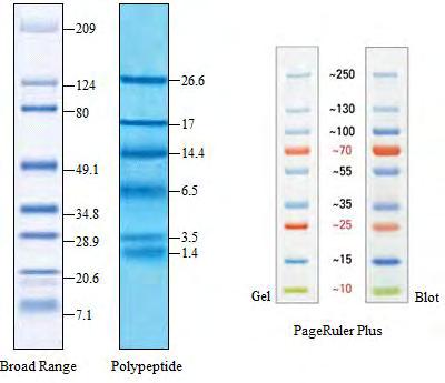 Πειραματικό μέρος Polypeptide της εταιρίας BioRad, ενώ για τον προσδιορισμό των πρωτεϊνών o PageRuler Plus Prestained Protein Ladder της εταιρείας ThermoScientific.