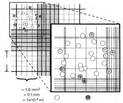 Πειραματικό μέρος 1.0mm Πρώτοτετράγωνο περιοχή βάθος όγκος =μετρήσιμα = μημετρήσιμα Σχήμα 17: Αιμοκυτταρόμετρο Neubauer: Παρουσιάζεται σχηματικά και ο τρόπος υπολογισμού των κυττάρων.