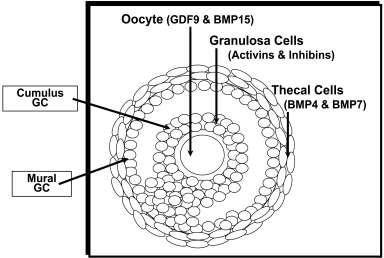 Σ ε λ ί δ α 9 Σύμφωνα με in vivo μελέτη, ο αυξητικός παράγοντας GDF9 έχει κεντρικό ρόλο στον έλεγχο των λειτουργιών των κυττάρων θήκης, καθώς ενδοπεριτοναϊκές εγχύσεις GDF9 σε ανώριμους αρουραίους