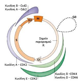 Στην οικογένεια Cip/Kip ανήκουν τα μέλη p21 Cip1/Waf1, p27 Kip1 και p57 Kip2.