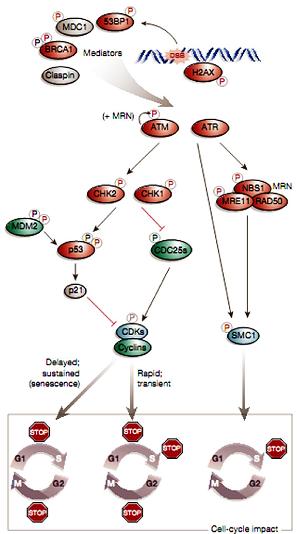 Εικόνα 1.2. Σχηματική απεικόνιση των σηματοδοτικών πορειών ελέγχου του κυτταρικού που επάγονται ως απόκριση σε βλάβες στο DNA κατά τις φάσεις G1 και G1-S.