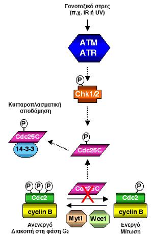 Σημείο ελέγχου της φάσης G2: Οι πορείες απόκρισης σε βλάβες του DNA στη φάση G2 του κυτταρικού κύκλου έχουν κοινό στόχο την αναστολή της δράσης της CDK1.