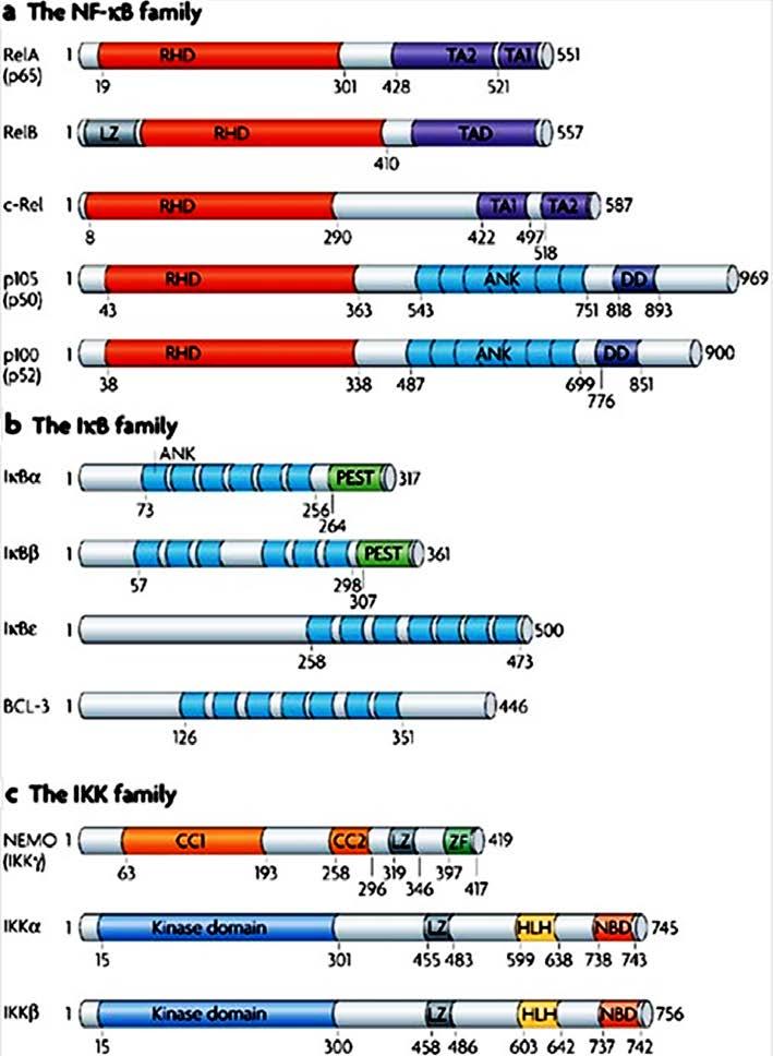 Εικόνα 1.4. (Α) Οικογένεια μεταγραφικών παραγόντων NF-κΒ.