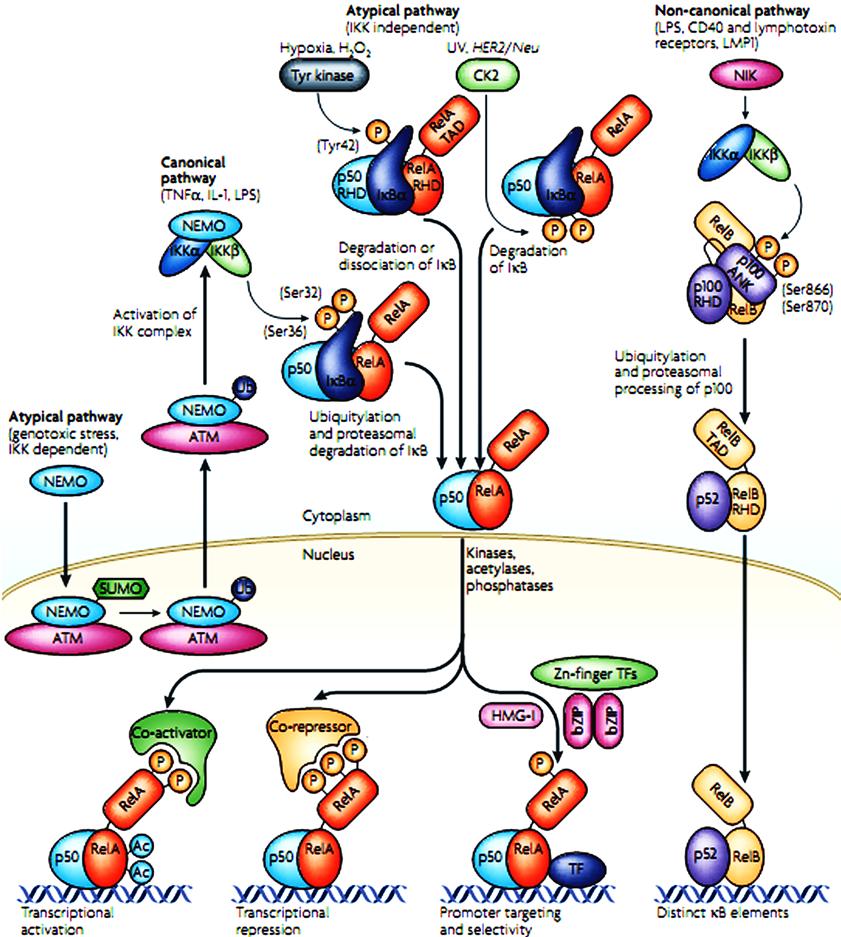 Εικόνα 1.5. Πορείες ενεργοποίησης του μεταγραφικού παράγοντα NF-κΒ. Ερεθίσματα όπως ο TNFα και η IL-1, επάγουν την κανονική πορεία ενεργοποίησης του NFκΒ.