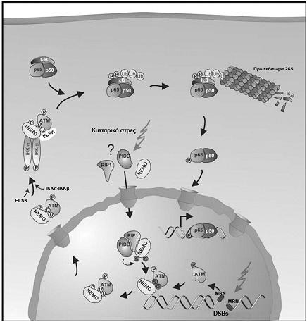 Εικόνα 1.6. Σχηματική απεικόνιση της ΙΚΚ-εξαρτώμενης πορείας ενεργοποίησης του NF-κΒ έπειτα από επίδραση γενοτοξικού στρες.