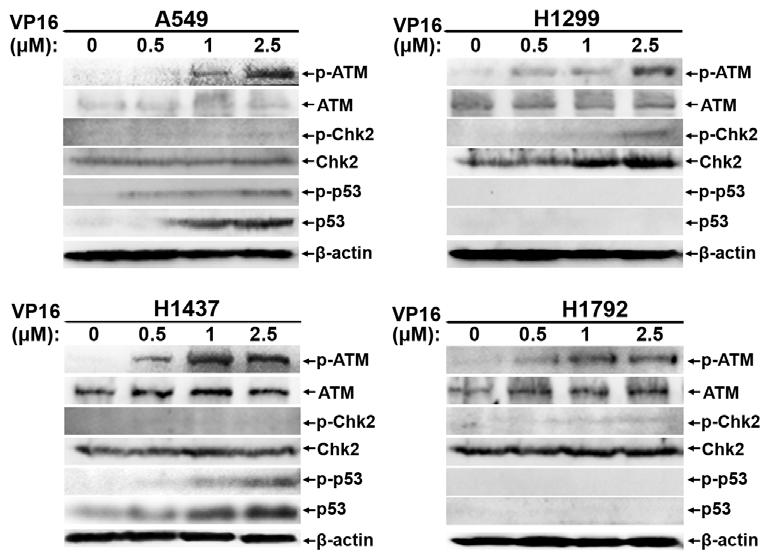 S1981), ενδεικτικής της ενεργοποίησης της πορείας σε βλάβες του DNA, καθώς επίσης και για την έκφραση των πρωτεϊνών ATM, p-chk2 (T68), Chk2, p-p53 (S15), p53 και της β-ακτίνης ως μάρτυρας (Εικόνα 3.