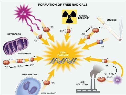 Ελεύθερες Ρίζες Ανιόν υπεροξειδίου ή superoxide radical (O-). Υπεροξείδιο του υδρογόνου ή hydrogen peroxide (HO), το οποίο παράγεται από το ανιόν του υπεροξειδίου.