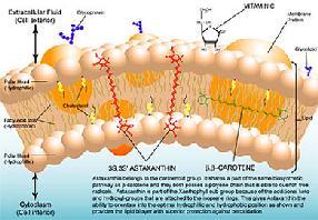 Αντιοξειδωτικό Σύστημα Βιταμίνη Ε Βιταμίνη C Βιταμίνη A ή ρετινόλη Συνένζυμο Q1 Πρωτεΐνες