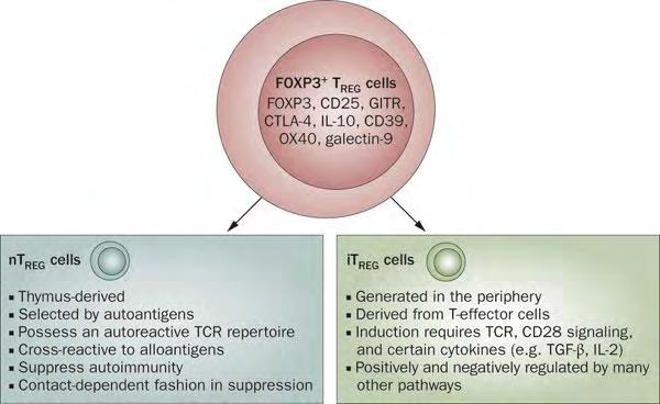 et al.,2007;fontenot et al., 2003;Hori et al.,2003;gambineri et al.,2003;baecher-allan et al.,2001;ng et al., 2001). 4.2.3. Διαφορές μεταξύ των φυσικών και των επαγώγιμων Tregs.