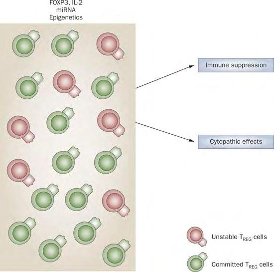 Εικόνα 4.6.2. Σχεδιαγραμματική μετατροπή των Tregs, παρουσία του FoxP3 (Li et al.,2010) 4.6.3. Πως γνωρίζουν τα Treg ποια Th πρέπει να καταστείλουν.