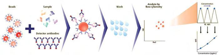 11.2. Μέτρηση κυτταροκινών με την μέθοδο Cytometric Beads Array: Αρχή της μεθόδου: Η μέθοδος CBΑ συνδυάζει τις αρχές των μεθόδων της κυτταρομετρίας ροής και της ELISA επιτρέποντας τον ταυτόχρονο