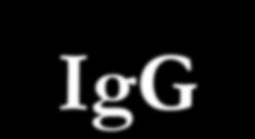 Πώς λαμβάνονται τα αντι-igg αντισώματα ( αντιανθρώπινη γ σφαιρίνη) Τα αντι-igg αντισώματα (ή αλλιώς: αντι-ανθρώπινη γ σφαιρίνη ή αντισφαιρινικός ορός ή ορός Coombs ή