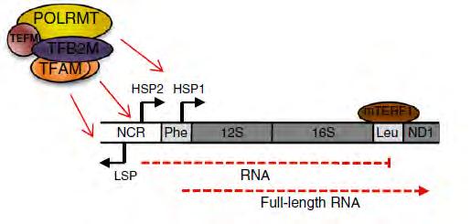 υπόλοιπα 8 μόρια trna.
