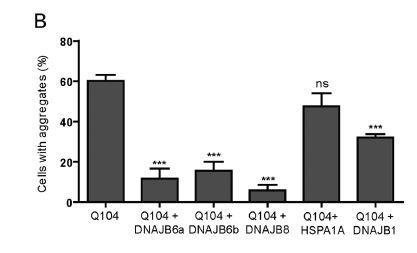 49 Εικόνα 15: Παρατηρούμε το ποσοστό των φθορίζων κυττάρων HEK293 με συσσωματώματα σε 72h μετά από διαμόλυνση με GFP-Ub-PolyQ σε συνδυασμό με τα DNAJB6a, DNAJB6b DNAJB8, HSPA1A, DNAJB1.