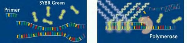 Εικόνα 4 Τρόπος λειτουργίας της μεθόδου Real Time PCR με τη χρήση της χρωστικής SYBR Green I. Όταν η χρωστική βρίσκεται ελεύθερη στο διάλυμα δεν παράγεται φθορισμός.