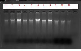Στην συνέχεια προσθέτουμε 3 μl DNA στα eppendorf και μοιράζουμε σε κάθε eppendorf που περιέχει το DNA, από 40μl του master mix.