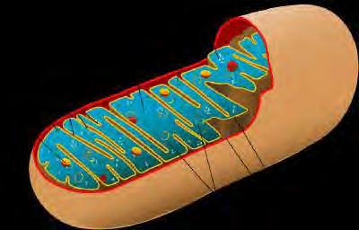 Εικόνα 4.2: Δομή του μιτοχονδρίου. http://biology.about.com/od/cellanatomy/ss/mitochondria.