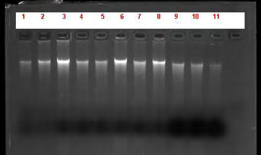 7.Αποτελέσματα 7.1. Απομόνωση DNA Δείγματα ωμού κρέατος αγοράστηκαν από τοπικό λιανοπωλητή και επεξεργάστηκαν.