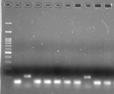 1 2 3 4 5 6 7 8 9 10 Εικόνα 7.2: Απεικόνιση ηλεκτροφόρησης προϊόντων PCR σε πήκτωμα αγαρόζης. Έχουμε με τη σειρά 1. Χοιρινό 2. Μοσχάρι 3. Κοτόπουλο 4. Γαλοπούλα 5. Πρόβατο 6. Κατσίκι 7. Άλογο 8.
