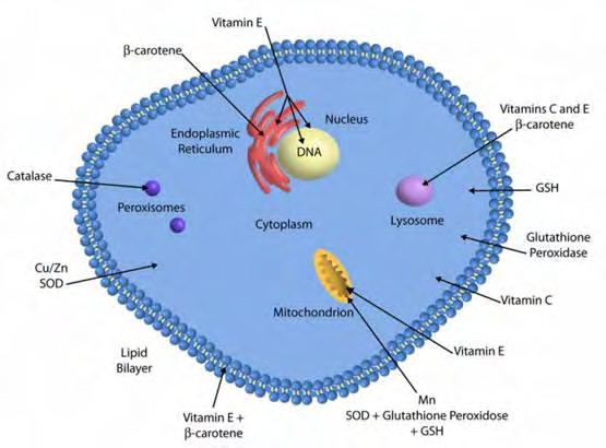 ΕΝΖΥΜΩΝ ΣΕ ΜΥΪΚΑ ΚΑΙ ΕΠΙΘΗΛΙΑΚΑ ΚΥΤΤΑΡΑ EFFECT POLYPHENOLIC EXTRACTS FROM GRAPES IN THE