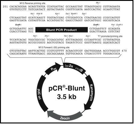 2.4.5.1 pcr Blunt (Invitrogen) Ο συγκεκριμένος πλασμιδιακός φορέας έχει σχεδιαστεί για τον εύκολο μετασχηματισμό και επιλογή βακτηριακών κυττάρων. Τα χαρακτηριστικά του συνοψίζονται στην Εικόνα 2.2. Το πλασμίδιο προσφέρεται από την εταιρία σε γραμμική μορφή με τυφλά άκρα, γεγονός που επιτρέπει την απευθείας ένθεση αλληλουχιών DNA που προέκυψαν από την PCR αντίδραση.