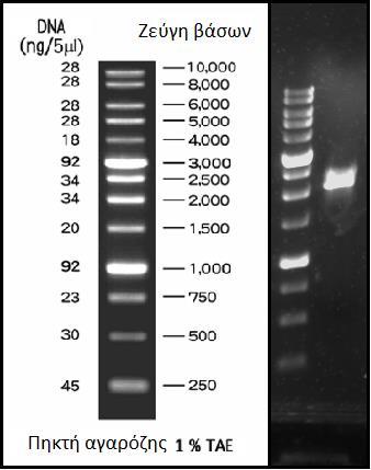 3.3 Ενίσχυση του γονιδίου Lac2063133 από γενομικό DNA του Myceliopthora thermophila Αφαίρεση των εξονίων με τη μέθοδο της επικαλυπτόμενης αντίδρασης PCR 3.3.1 Απομόνωση του γονιδίου Lac2063133 Η ενίσχυση του γονιδίου Lac2063133 μαζί με τα ιντρόνια έγινε με χρήση των εκκινητών MtLac2063133F και MtLac2063133R (βλ.