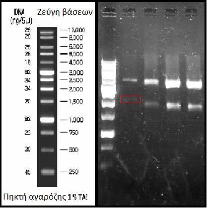 κυττάρων Escherichia coli Top10. Ο μετασχηματισμός των κυττάρων έγινε με τη μέθοδο του θερμικού σοκ (βλ παρ 2.4.7.1).
