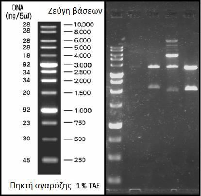 Εικόνα 3.7 Διπλή πέψη του αναδυνδυασμένου πλασμιδίου pcr Blunt για την απομόνωση του επιθυμητού γονιδίου. Στις πρώτες δύο θέσεις παρουσιάζονται αντιδράσεις που αντιστοιχούν στο γονίδιο με τα ιντρόνια.