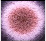 1.1 Ο θερμόφιλος μύκητας Myceliopthora thermophila (Sporotrichum thermophile) Οι θερμόφιλοι μύκητες αποτελούν τη βασικότερη ομάδα μικροοργανισμών οι οποίοι ευθύνονται για την αποικοδόμηση της φυτικής