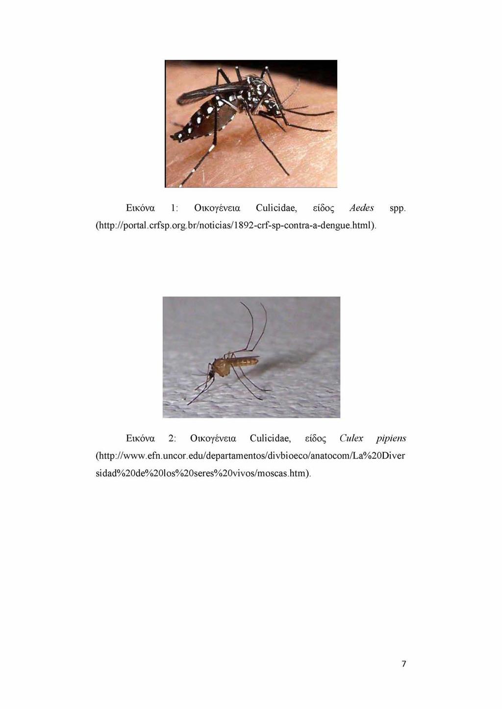 Εικόνα 1: Οικογένεια Culicidae, είδος Aedes spp. (http://portal.crfsp.org.br/noticias/1892-crf-sp-contra-a-dengue.html).