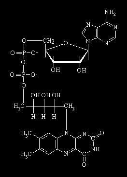 Flavin-adenin dinukleotid DEFICIT RIBOFLAVINA Rani simptomi
