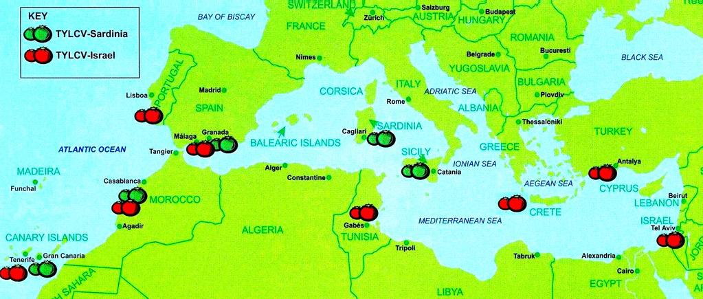 Γεωγραφική εξάπλωση του TYLCV