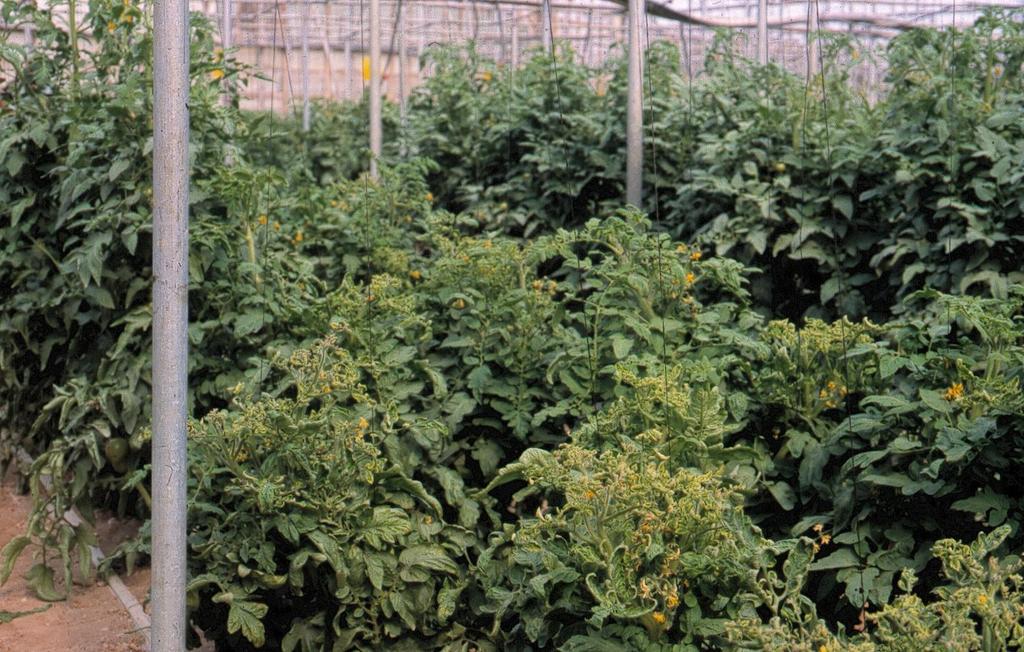 Συμπτωματολογία TYLCV (1) Νανισμός σε νεαρά φυτά τομάτας